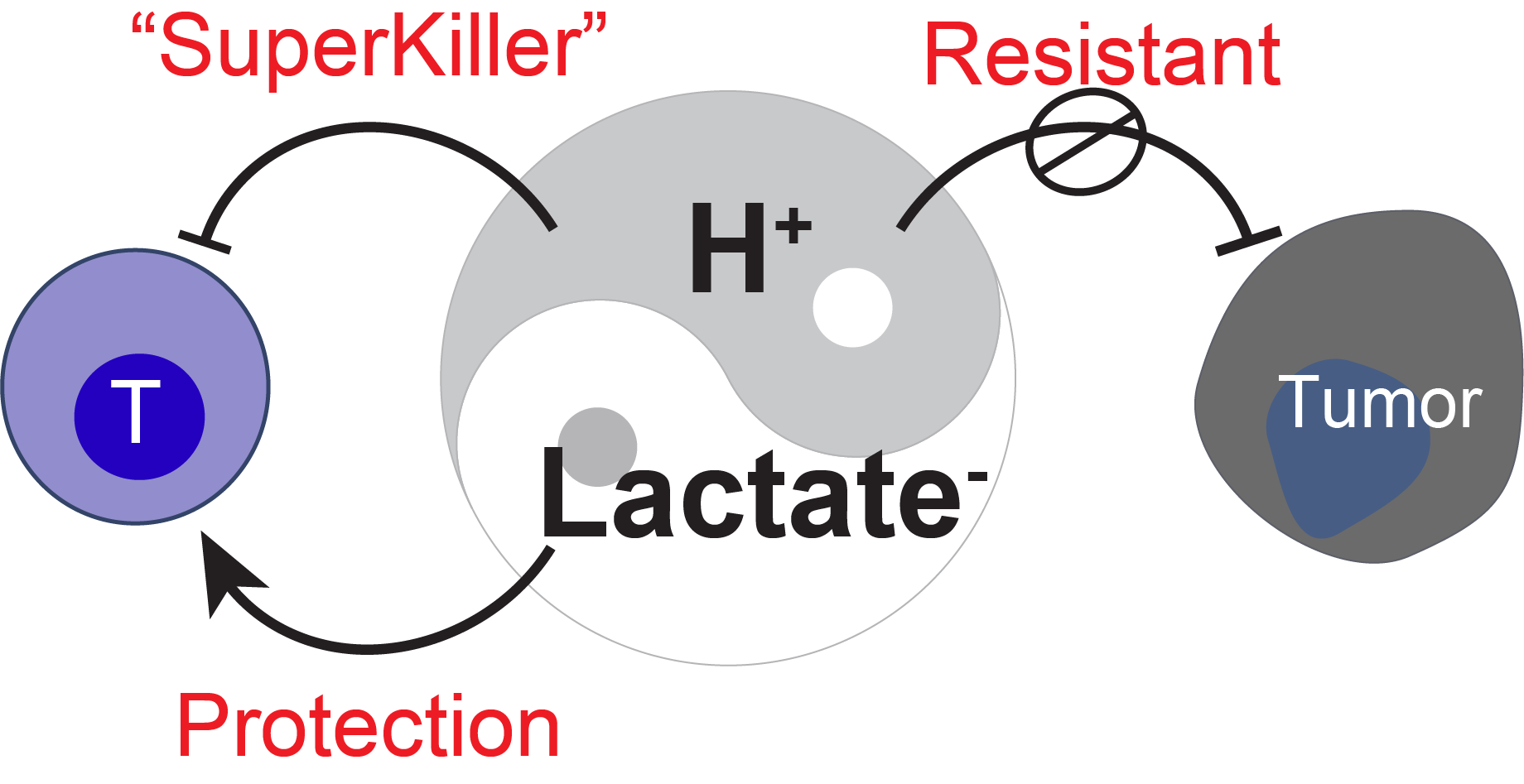Lactate metabolism and T cell exclusion in acidic regions
