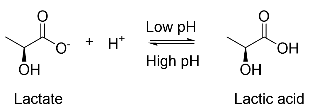 Lactate.png